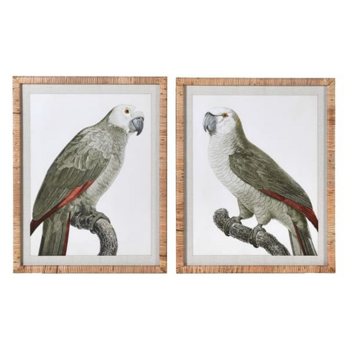 Set of 2 Grey Framed Parrot Pictures